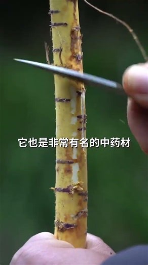 The root bark of mulberry trees is of great use#Plant science popularization#Chinese medic