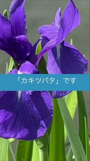 「アヤメ。カキツバタ、ハナショウブ」ってそっくり・・・品種改良で色も増えてますますわかりづらくなってます・・・「同じようなものだろう？」と言わないで・・・区別の仕方を知るのも良いのでは？#shorts