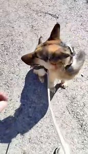 This is heartbreaking to watch Chess after being taken for his walk delaying his return to his pen in anyway he can 😰😰 Highlighting another dog who holds himself until he is walked is the handsome Chess . Chess is becoming invisible ##Who will give this handsome intelligent young boy a chance to not age any more in a kennel please . Say hi to beautiful Chess🐾# Chess is 2 years old Alsatian/GSD was left by owner Chess is very friendly and loving to persons and loves to take long walks as he is