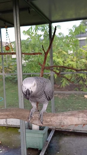 1.2K views · 98 reactions | Chewing contest ... nobody likes a sore loser 藍 | Six Grey Parrots | Facebook