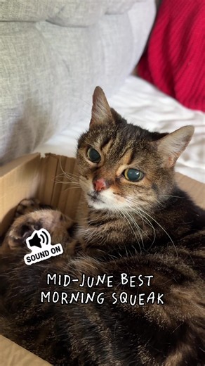 Mid-June Cat Squeaks Compilation — Cute Duchess Moments