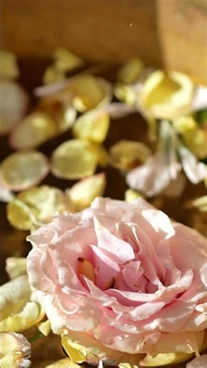 A Colorful Flower That Brings Life to Life | Colors of Life