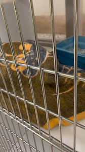 Our sweet girl Polly Pocket is still looking for her forever home! She’s such a fun cat to be around 🐱🥰 | Decatur Animal Services