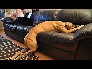 Dogs That Specialize in Having TANTRUMS | DOGS COMPILATION FUNNY