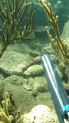 Pesca sub pargo #pescasud #pescasudmarina #caribecolombiano | Edgar Buendían