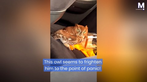 Man has hilarious reaction to owl stuck in his car