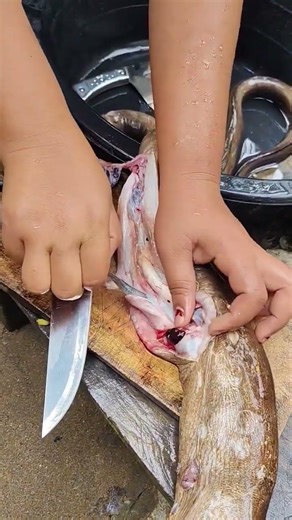 These Big Eel Has Swallowed Whole Needle Fish