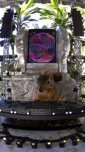 Better call the fire department on Wilton here, he is about to burn the roof off of this place. While he enjoys his pecan loaded hospitality rider, he continues fanning the flames with some heat from @METODI and @jddavisofc 🌲🥜🌰🐿️🎧🔊💥 Record Label: Set About Music #squirrel #djing #rave #partyanimal #notai