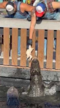 Gator JUMPAROO Show at Gatorland Orlando 🐊#gatorland #orlando #florida