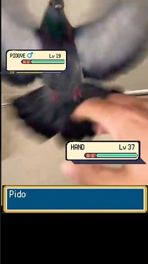 POV: Angry Pokemon PIDOVE Attacked you for no reason #pokemon #pokemonbattle #pokémonvgc #pokémon