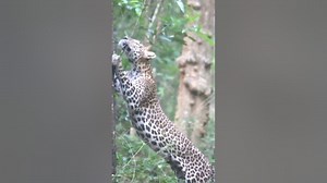 Leopard marking territory #shorts