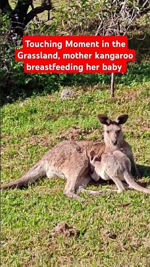 Touching Moment in the Grassland, mother kangaroo breastfeeding her baby #Kangaroo #KangarooChildren