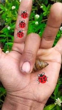 is the Smaller 🪲shiny jewel beetleYp-0781 #beautifulinsects #nature#anyuniqueanimals