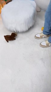 ❤️ Kenobi❤️ is a tiny teacup poodle with a heart as big as her curly, red coat. Her sparkling eyes and perky ears give her an irresistibly charming look, while her playful antics and affectionate cuddles make her the perfect little companion. | Betty Teacup Puppies