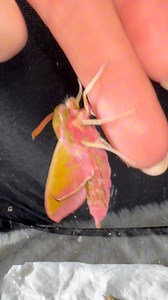 ✨Elephant Hawk Moth✨ found here in the uk! This beautiful moth will live for around 5 weeks and feeds on nectar from flowers such as fuschia | Jumping spider & Moth life