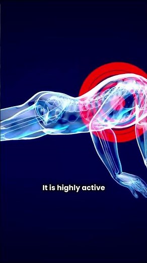 Understanding Tricep Anatomy #motivation #triceps #armsworkout #anatomy #fitness #exercise