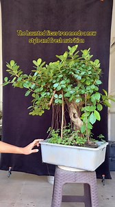 🪢 handling a type of ficus with very fast growing aerial roots #bonsai #bonsaitree #bonsaiindonesia #ficusbonsai #jaberbonsai | Ara Jaber Bonsai
