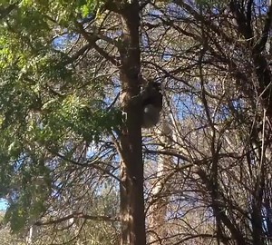 53K views · 593 reactions | Koala Fail ... Drop Bears 藍 By: Newsflare #australia | Aussie Life | Facebook