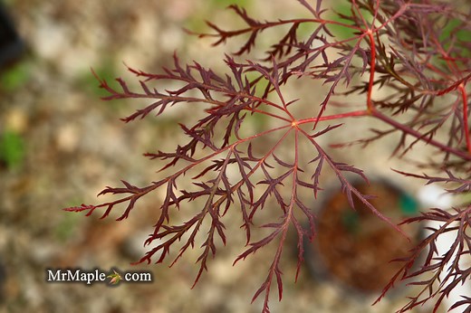 Acer palmatum 'Red Filigree Lace' Dwarf Japanese Maple