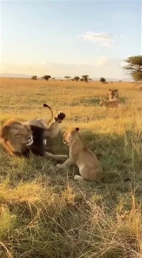 Lion Dad Accidentally Hurts Cub 😭🦁 Mom NEVER Forgives Him!