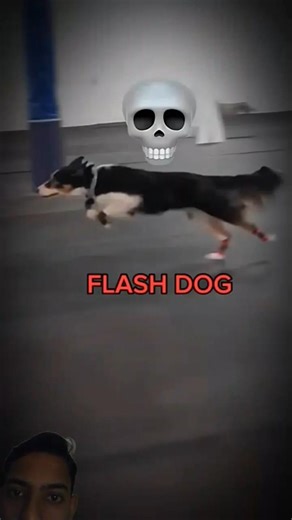 Flash dog back🥱🗿|#trollface #troll #edit