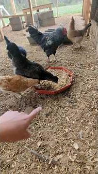 Will The Chickens Like Their Food Mix?