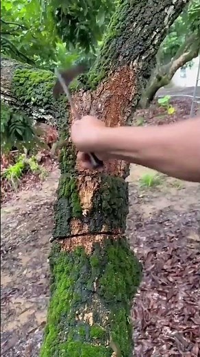 Removal process of moss from fruit tree surface