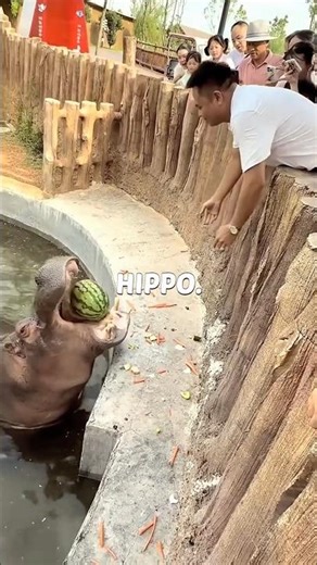 This Hippo Really Wanted That Watermelon 🥺 🍉