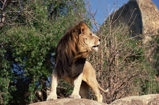 Ethiopian Lions: Everything You Need To Know - Tiger Tribe