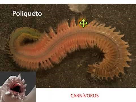 LOS ANÉLIDOS (FUNCIONES VITALES)