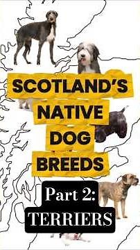 Scotland's Native Dog Breeds - Part 2: Terriers