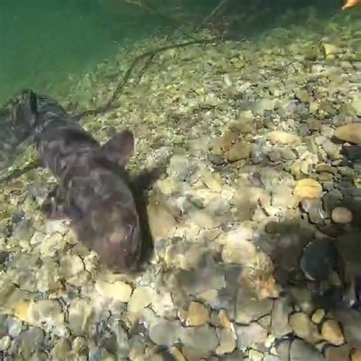 17K views · 224 reactions | Believe it or not this footage is slowed down.. | Journey into the world of New Zealand's longfin Eels | Facebook