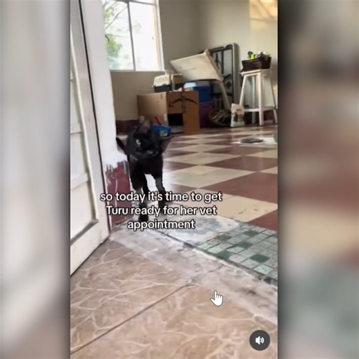 Tutu is not okay 😂 | Daz Black