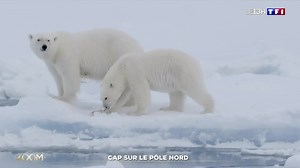 Le Commandant-Charcot, du nom du célèbre explorateur français, a parcouru 1 200 kilomètres dans le pôle Nord. La région a tant de moments de grâce à nous offrir.... Notre zoom. | TF1 INFO