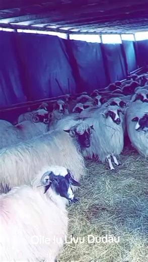 Videoclipuri postate de Digei Leo (@digeileo) cu sunet original - Covaci Lenuța