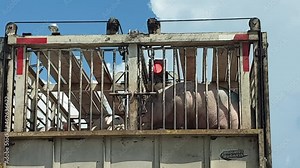 Livestock transportation truck on road moving pigs for pork meat consuming