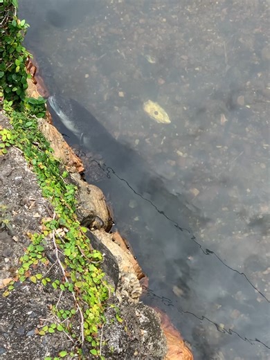 加計呂麻島の美しい自然と癒しの旅