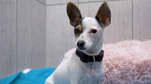 9.6K views · 24 reactions | Animal Humane Society provides local dogs, cats, and critters with the care and love they deserve. But their work is only possible with the support of animal lovers like you. Will you donate today to support vulnerable animals? Click the link to learn more https://bit.ly/3UVMks6 | Fox 9 | Facebook