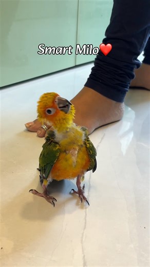 Sun conure intelligence will surprise you| Milo learned this on his own❤️🦜 #birds #sunconure #pets