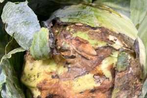 Managing post-harvest rots in vegetables