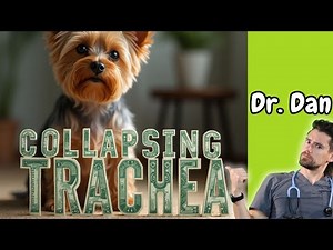 Is Fixing Collapsing Trachea Really a $5,000 Problem? Dr. Dan answers this question.
