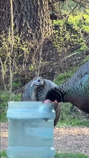 Wild Turkey Water Break! #nature #wildlife #wildturkeys