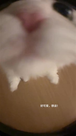 Howling duck!! What is the mud cat is so good at it sucking cat cat face-killing video Kitten with a camera feel #pet #cute #kitty #love #meow #instagram #catoftheday #pets #gato #kittens #animals #cutecat #catlove #art #gatos #adoptdontshop #petsofinstagram #kittensofinstagram #animal | Nuooo