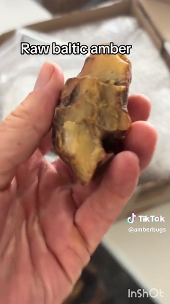amberbugs on TikTok