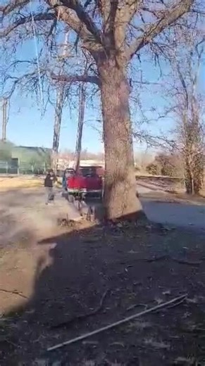 This pickup truck tried to finish breaking an already broken tree but things didn't go as planned. When it tried to pull down the tree, the tree lifted the back of the vehicle instead, breaking the truck's frame. | Jukin Copyright Management