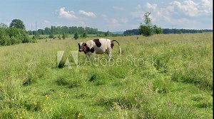 The black and white cow poops on a hillside on the green grass and a bull stands nearby and looks at the camera