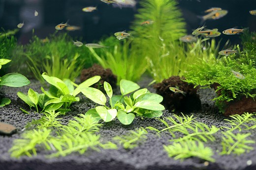 Is 0.25 ppm Ammonia Bad? Will it Kill Fish? – Pet Fish Online
