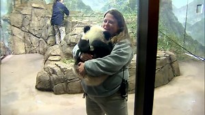 452K views · 10K reactions | Bei Bei the panda cub made his official debut at the National Zoo in Washington D.C. abc7.la/1Kk9mvt | ABC7 | Facebook