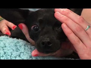 Dolce - Vestibular Disease | Southeast Veterinary Neurology