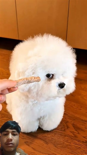 cute dog videos 🐕 #shorts #cute #hugh #dog #pets #cutedog